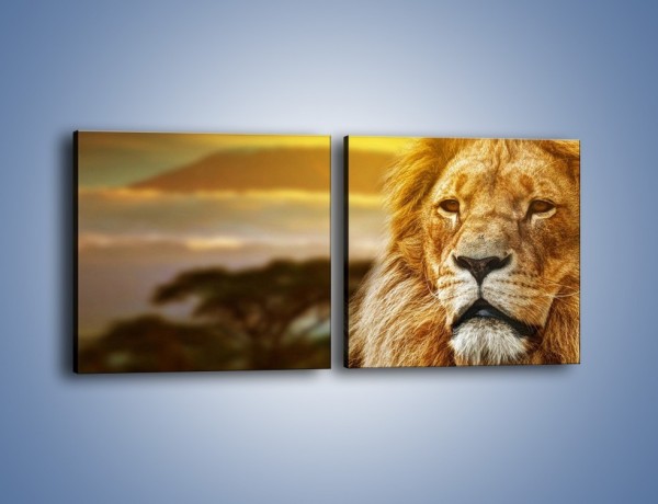 Obraz na płótnie – Dojrzały wiek lwa – dwuczęściowy kwadratowy poziomy Z303