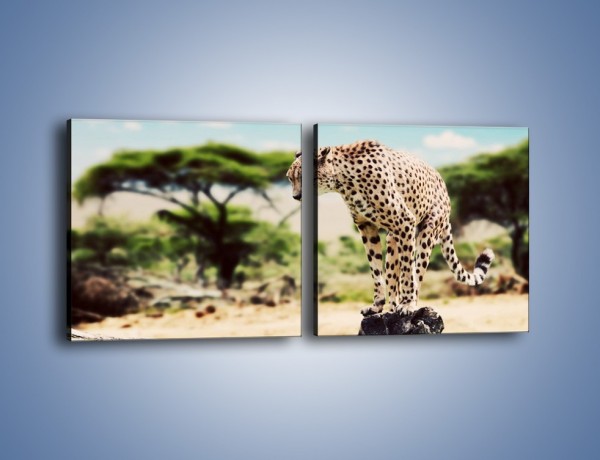 Obraz na płótnie – Cała zwinność geparda – dwuczęściowy kwadratowy poziomy Z315
