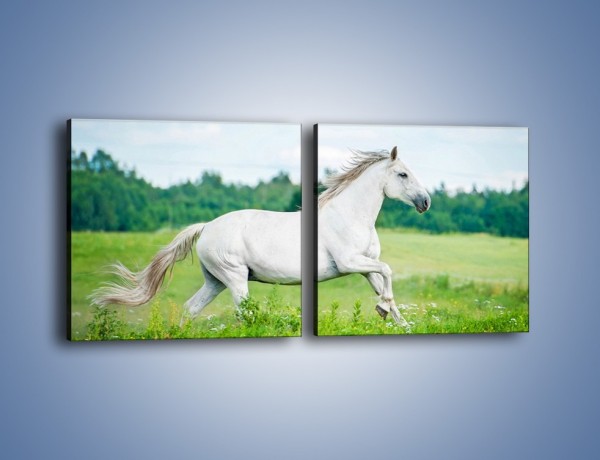 Obraz na płótnie – Biały koń i leśna polana – dwuczęściowy kwadratowy poziomy Z317