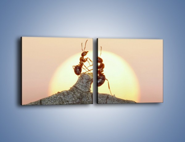 Obraz na płótnie – Mrówki w trakcie zabawy – dwuczęściowy kwadratowy poziomy Z319