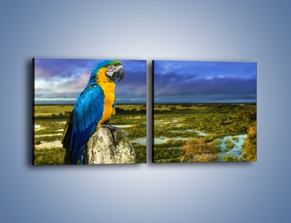 Obraz na płótnie – Papuga w kolorze wzburzonego nieba – dwuczęściowy kwadratowy poziomy Z320