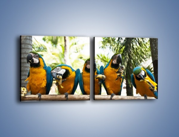 Obraz na płótnie – Piknik z papugami – dwuczęściowy kwadratowy poziomy Z322