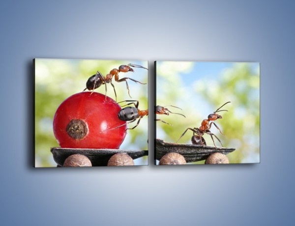 Obraz na płótnie – Mrówki i ich powóz – dwuczęściowy kwadratowy poziomy Z325