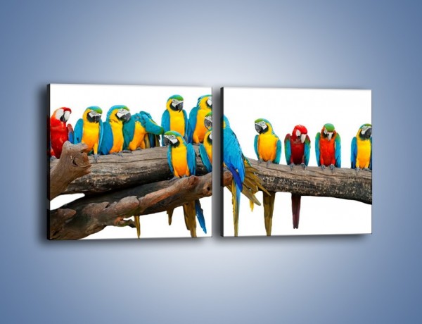 Obraz na płótnie – Kolorowe stado papug – dwuczęściowy kwadratowy poziomy Z326