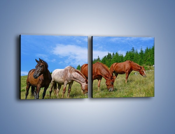 Obraz na płótnie – Spokój las i konie – dwuczęściowy kwadratowy poziomy Z330
