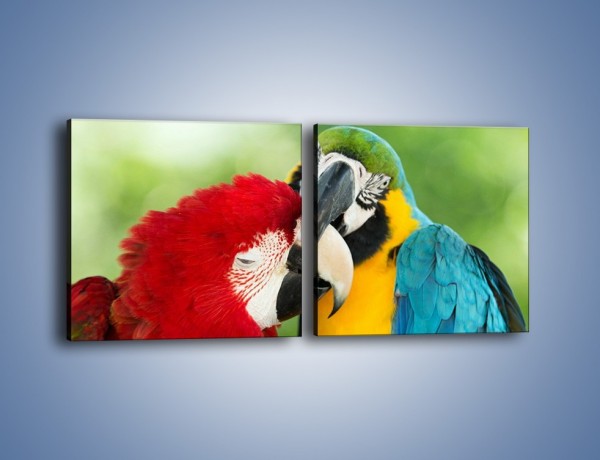Obraz na płótnie – Miłość między papugami – dwuczęściowy kwadratowy poziomy Z333