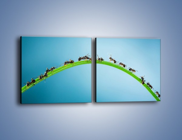Obraz na płótnie – Mrówki na zielonym moście – dwuczęściowy kwadratowy poziomy Z336