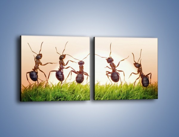 Obraz na płótnie – Taniec mrówek na trawie – dwuczęściowy kwadratowy poziomy Z338