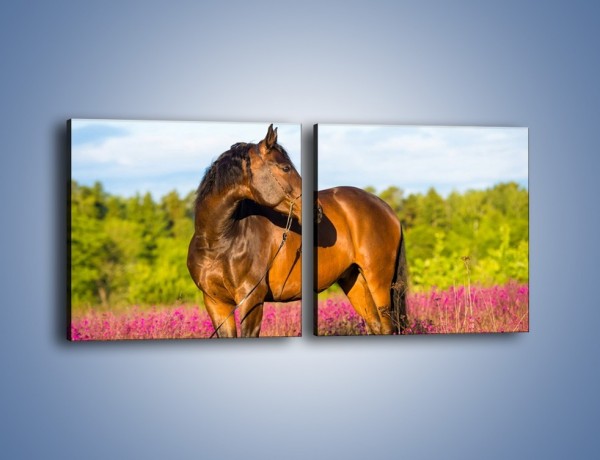 Obraz na płótnie – Koń w lawendowym polu – dwuczęściowy kwadratowy poziomy Z340