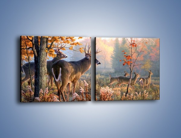 Obraz na płótnie – Randka jeleni z sarnami – dwuczęściowy kwadratowy poziomy Z343