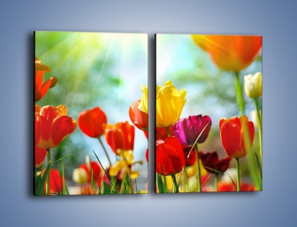 Obraz na płótnie – Pole polskich tulipanów – dwuczęściowy prostokątny pionowy K011