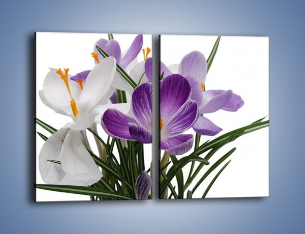 Obraz na płótnie – Biało-fioletowe krokusy – dwuczęściowy prostokątny pionowy K020