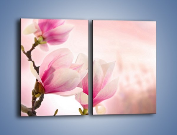 Obraz na płótnie – W pół rozwinięte biało-różowe magnolie – dwuczęściowy prostokątny pionowy K033