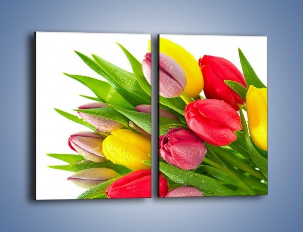Obraz na płótnie – Kropelki wody na kolorowych tulipanach – dwuczęściowy prostokątny pionowy K049