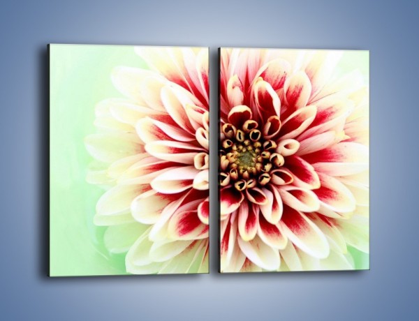 Obraz na płótnie – Rozwinięty jasny kwiat dalii – dwuczęściowy prostokątny pionowy K098