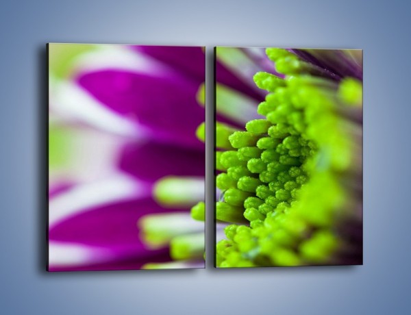 Obraz na płótnie – Kwiat fioletowo-zielony w słońcu – dwuczęściowy prostokątny pionowy K099
