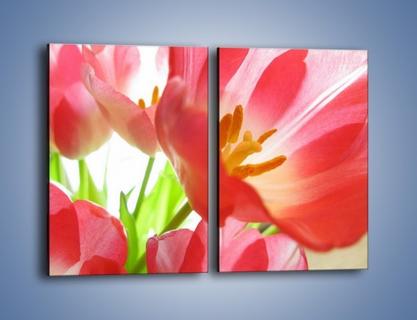 Obraz na płótnie – Rozwinięty tulipan w słońcu – dwuczęściowy prostokątny pionowy K188
