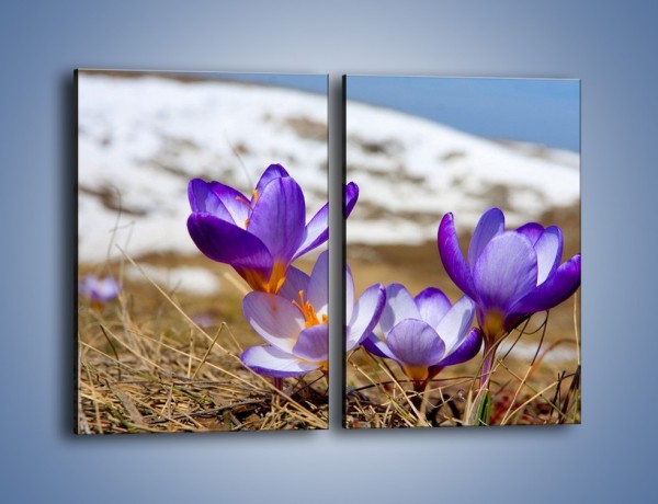 Obraz na płótnie – Zapowiedź wiosny w przebiśniegu – dwuczęściowy prostokątny pionowy K225