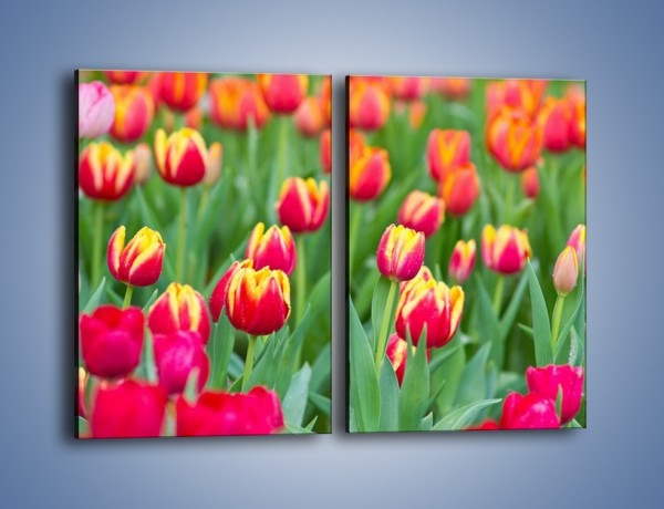 Obraz na płótnie – Spacer wśród czerwonych tulipanów – dwuczęściowy prostokątny pionowy K231