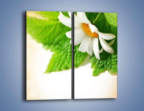 Obraz na płótnie – Tło z jednym kwiatem – dwuczęściowy prostokątny pionowy K280
