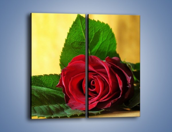 Obraz na płótnie – Róża w domowym zaciszu – dwuczęściowy prostokątny pionowy K339