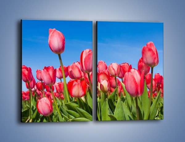 Obraz na płótnie – Tulipany czerwone jak nigdy – dwuczęściowy prostokątny pionowy K345