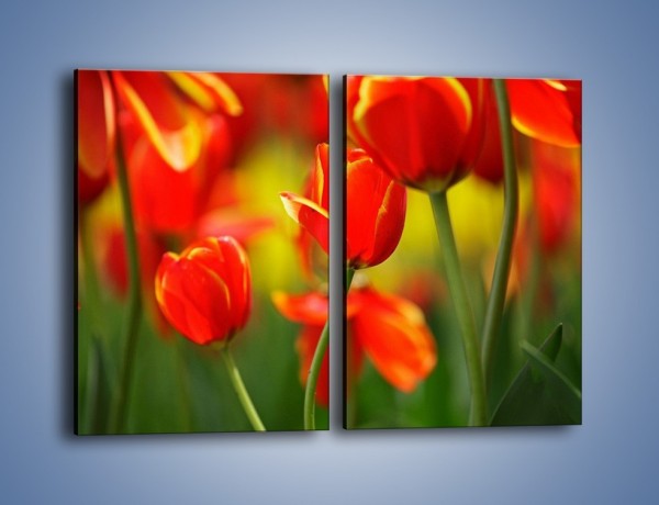 Obraz na płótnie – Wyraźny charakter tulipanów – dwuczęściowy prostokątny pionowy K349
