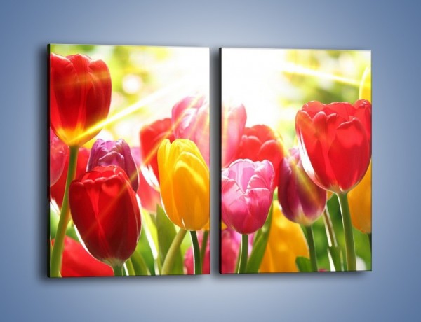 Obraz na płótnie – Bajecznie słoneczne tulipany – dwuczęściowy prostokątny pionowy K428