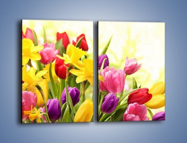 Obraz na płótnie – Żonkile wśród tulipanów – dwuczęściowy prostokątny pionowy K430
