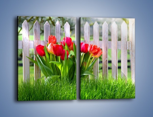 Obraz na płótnie – Tulipanki przy płocie – dwuczęściowy prostokątny pionowy K554