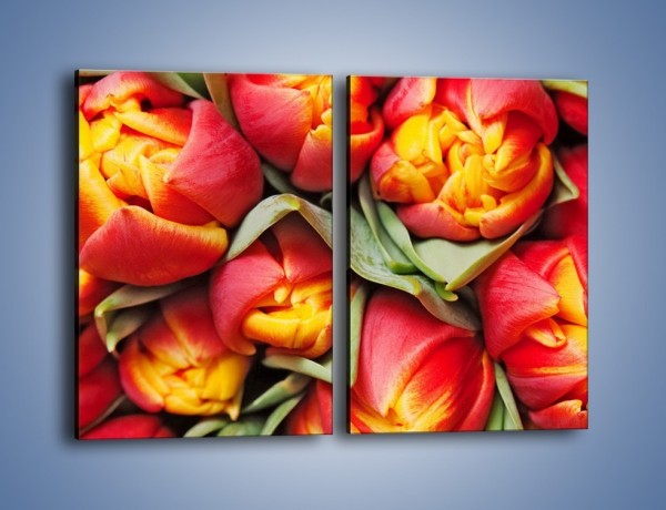 Obraz na płótnie – Tulipany papuzie – dwuczęściowy prostokątny pionowy K573