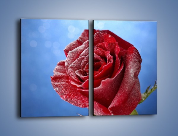 Obraz na płótnie – Róża w chłodne dni – dwuczęściowy prostokątny pionowy K597