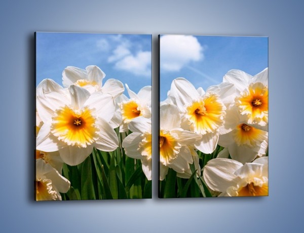 Obraz na płótnie – Żonkile witają wiosnę – dwuczęściowy prostokątny pionowy K639