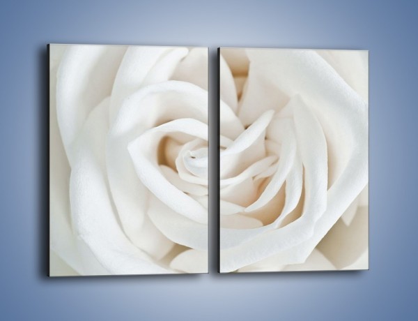 Obraz na płótnie – Biel róży za dnia – dwuczęściowy prostokątny pionowy K709