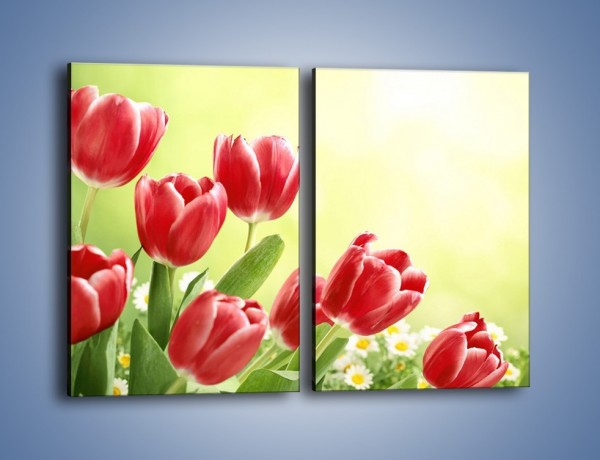 Obraz na płótnie – Polne tulipany i stokrotki – dwuczęściowy prostokątny pionowy K789