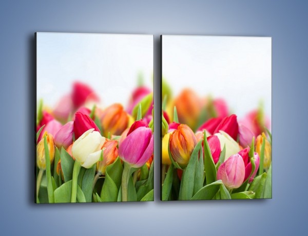 Obraz na płótnie – Ogrzane w słońcu tulipany – dwuczęściowy prostokątny pionowy K792