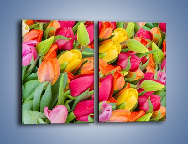 Obraz na płótnie – Ścięte pole tulipanów – dwuczęściowy prostokątny pionowy K803