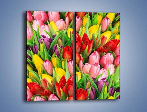 Obraz na płótnie – Cały widok w tulipanach – dwuczęściowy prostokątny pionowy K804