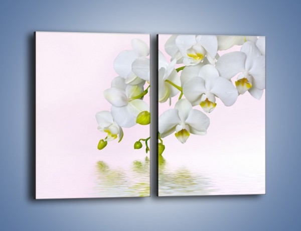Obraz na płótnie – Spragnione wody białe storczyki – dwuczęściowy prostokątny pionowy K809