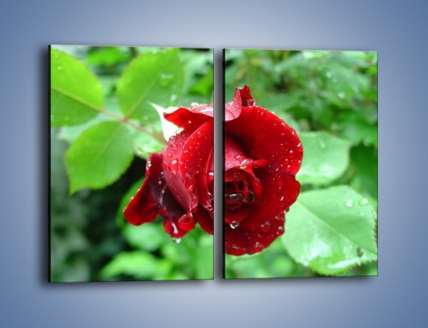 Obraz na płótnie – Zdrowa róża w ogrodzie – dwuczęściowy prostokątny pionowy K875