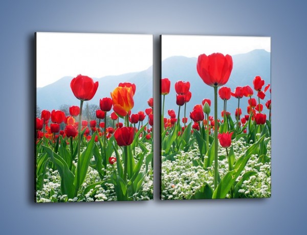 Obraz na płótnie – Konwalie wśród dojrzałych tulipanów – dwuczęściowy prostokątny pionowy K947