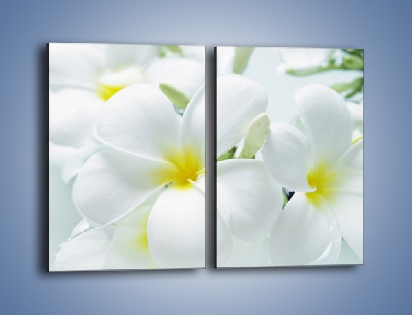 Obraz na płótnie – Śniegowe główki kwiatów – dwuczęściowy prostokątny pionowy K963