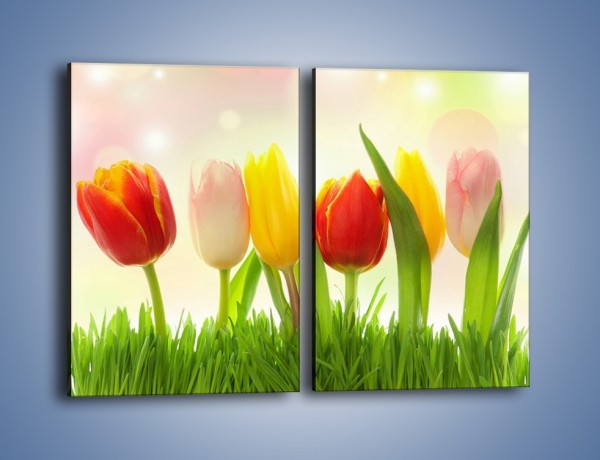 Obraz na płótnie – Sześć małych tulipanków – dwuczęściowy prostokątny pionowy K996