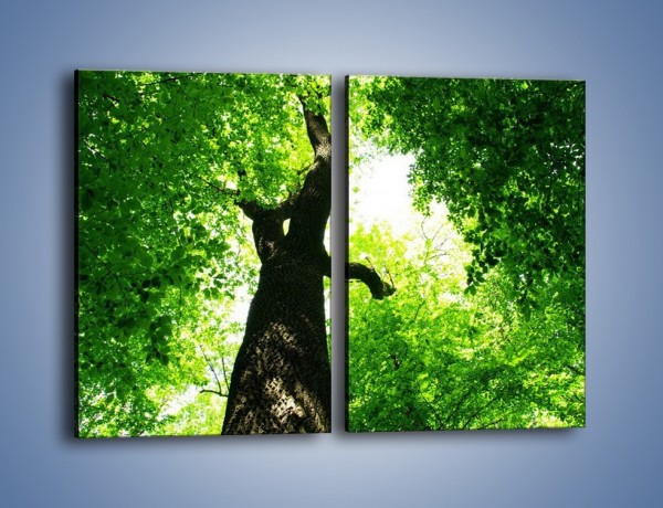 Obraz na płótnie – Drzewo bardzo wysokie – dwuczęściowy prostokątny pionowy KN344