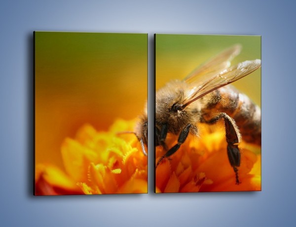 Obraz na płótnie – Pszczoła zbierająca nektar – dwuczęściowy prostokątny pionowy Z002