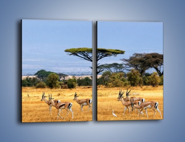 Obraz na płótnie – Antylopy w słonecznej afryce – dwuczęściowy prostokątny pionowy Z003