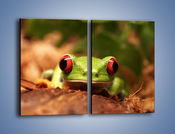 Obraz na płótnie – Bystre oczka małej żabki – dwuczęściowy prostokątny pionowy Z023
