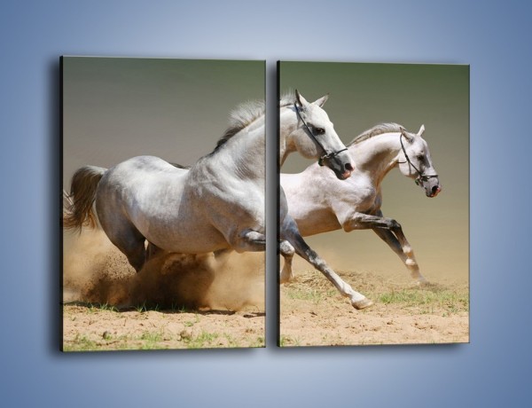 Obraz na płótnie – Białe konie w pustynnym galopie – dwuczęściowy prostokątny pionowy Z055
