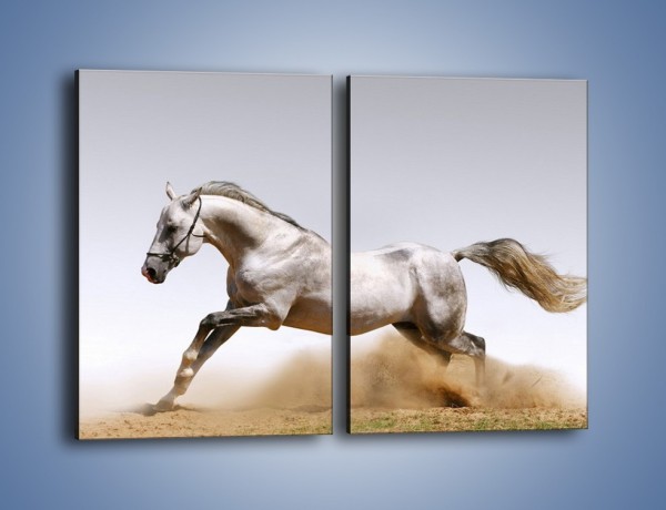 Obraz na płótnie – Srebrny koń w galopie – dwuczęściowy prostokątny pionowy Z062