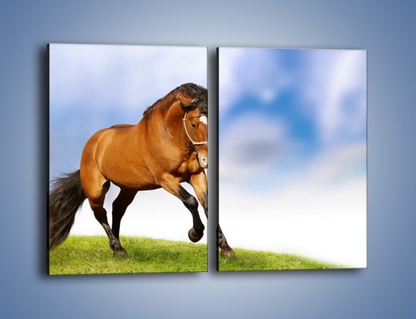 Obraz na płótnie – Przejażdżka na brązowym koniu – dwuczęściowy prostokątny pionowy Z064